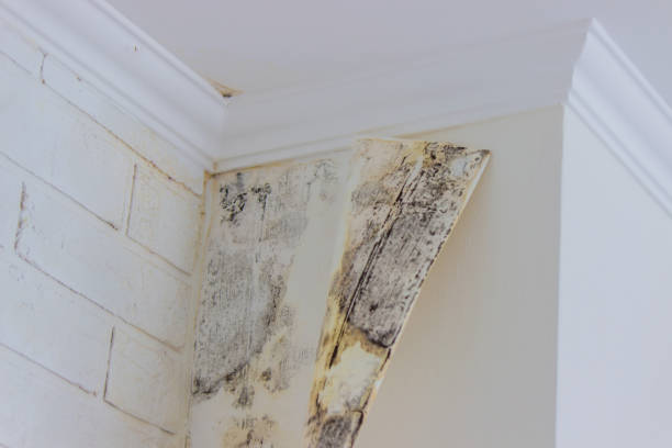 Best Ceiling water damage repair  in USA